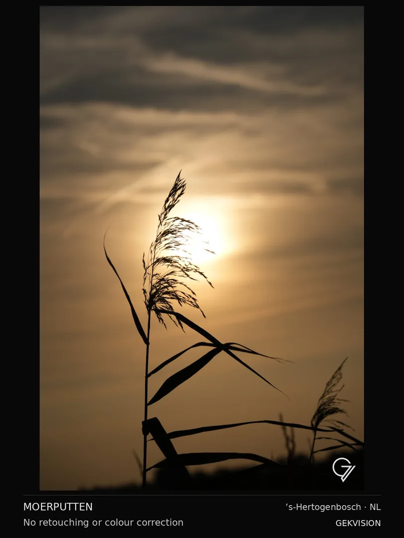 Reed against the sun