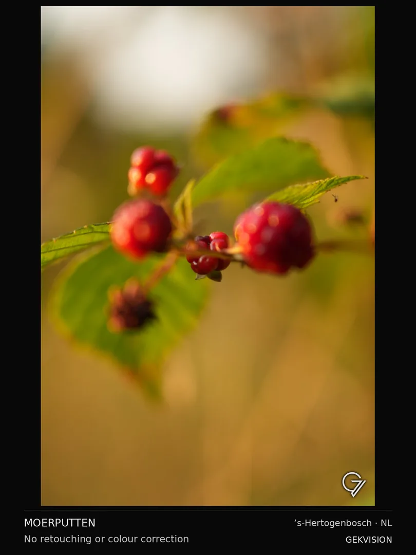 Red berries
