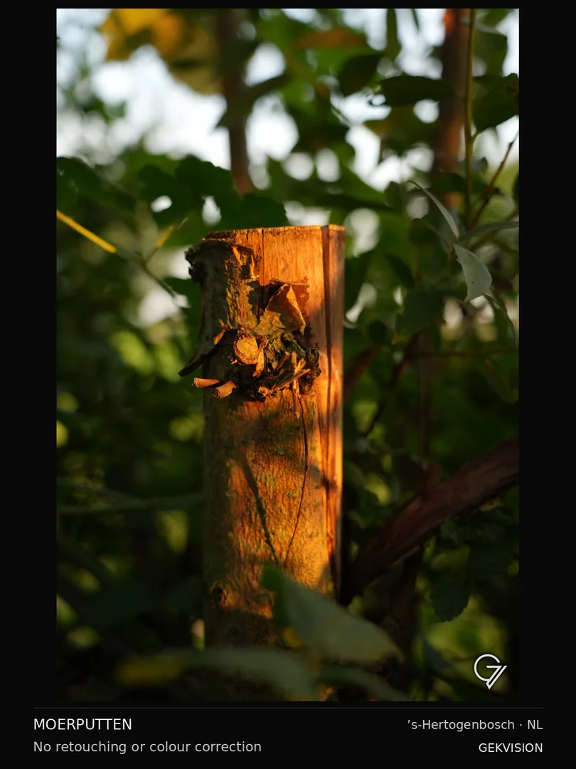 Light on wood